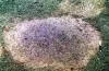 Brown patch lawn disease