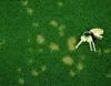Dollar spot lawn disease