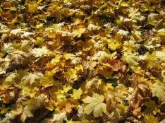 Yard covered in golden maple leaves