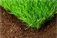 Close view of new green turf grass in dark soil