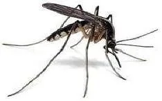 Close-up of a mosquito