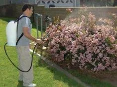 Technician with a backpack sprayer treating a flowering shrub