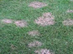 Lawn with red thread fungus, showing pinkish patches