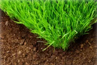 Healthy green turf growing in rich brown soil