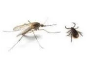 Mosquito and tick illustration