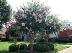 Crepe myrtle tree in full bloom in a landscaped yard